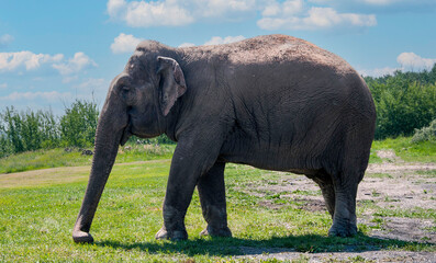 Fototapeta premium elephant
