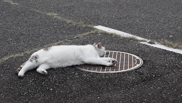 のんびり過ごしている可愛い野良の地域猫