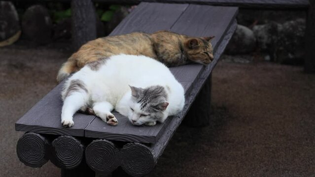 のんびり過ごしている可愛い野良の地域猫