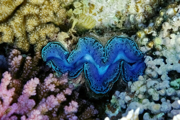 underwater world, cockle Giant Clam in the Red Sea Colorful and beautiful