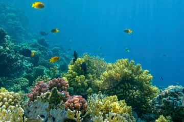 underwater world coral reef in the red sea