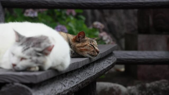 のんびり過ごしている可愛い野良の地域猫