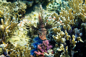 Naklejka na ściany i meble Tropical Fish on Coral Reef
