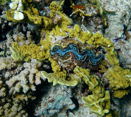 underwater world, cockle Giant Clam in the Red Sea Colorful and beautiful