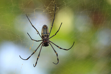 Golden orb spider on behind view