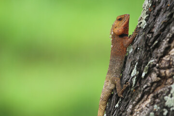 Brown lizard on the tree. Oriental garden lizard