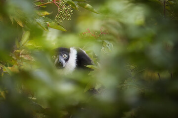 Lemurs of Madagascar theme: Northern or White-belted  Black-and-White Ruffed Lemur, Varecia variegata subcincta, lemur endemic to Madagascar.