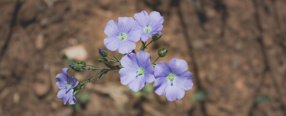 Flax flowers taken from above against brown loam.