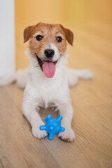 A Jack Russell Terrier lies on the floor, mouth wide open with its tongue out, clutching a blue toy in its paws.
