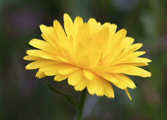 yellow flower in the garden