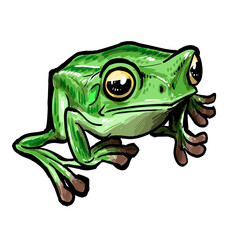 green frog isolated on white