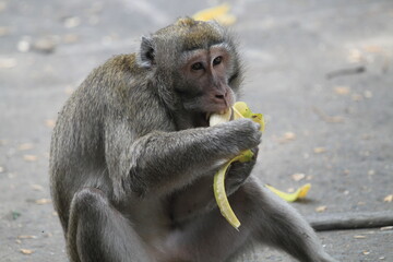 a monkey eating a banana - Powered by Adobe