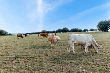 Cows in the fields of Salamanca, Spain