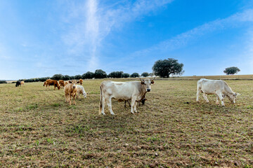 Cows in the fields of Salamanca, Spain