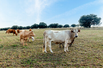 Cows in the fields of Salamanca, Spain