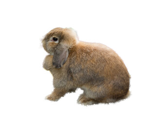 Side of body cute brown Holland lop rabbit sitting and resting. It's tame and cute. Its fur is fluffy and soft. It's young and beautiful. White background, isolated, PNG, photo .
