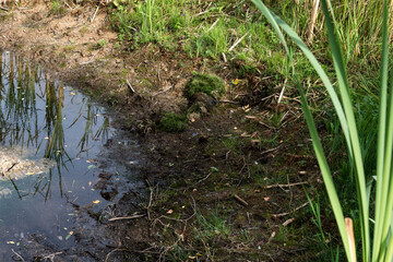 Dried up small pond in farmers agricultural field during drought,  growing grass on bottom in dried up pond,  drought, natural disaster concept