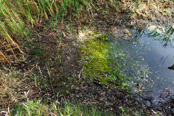 Dried up small pond in farmers agricultural field during drought,  growing grass on bottom in dried up pond,  drought, natural disaster concept