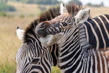 Baby and mom zebra showing love to each other