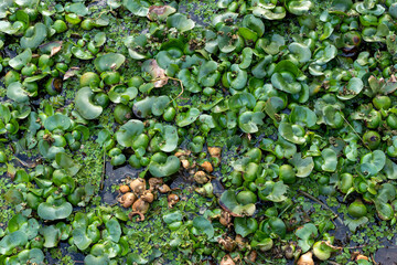 Background of water plants