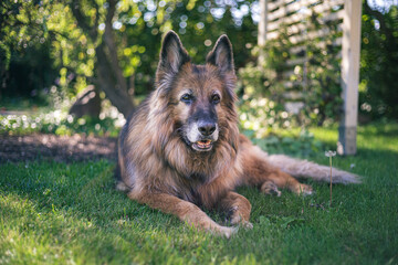 Stary pies, owczarek niemiecki odpoczywający w zielonym ogrodzie - obrazy, fototapety, plakaty