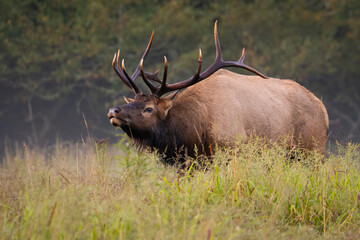 Bull Elk on the Charge