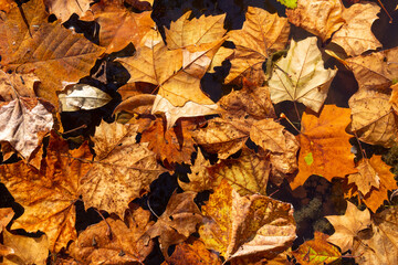 Fallen leaves float in still water on an autumn afternoon.