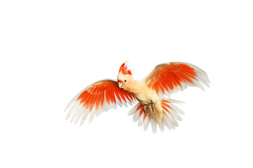 Beautiful of Major Mitchell's Cockatoo flying isolated on transparent background png file