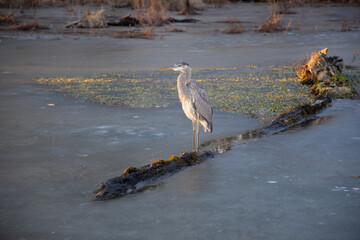 great heron ardea cinerea on log with sunlight reflecting on white breast