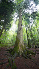 Kraljica Roga tree in a misty forest in Kočevski Rog, Slovenia.