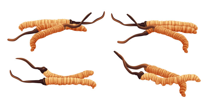 Cordyceps vector illustration isolated on white background.Vector eps 10.