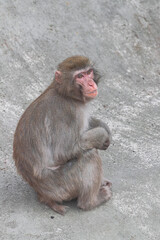 young Japanese macaque, (macaca fuscata),  sitting and looking up, while holding hands