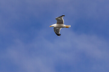 yellow-legged gull, (Larus michahellis), flying with blue sky and some clouds background 