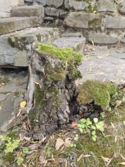 A mossy rock with moss growing on it