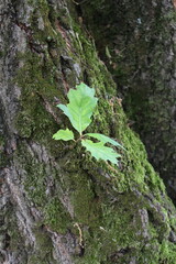 A green leaf on a tree