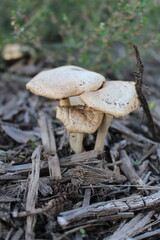 A group of mushrooms growing in the woods