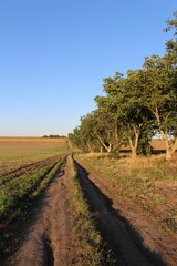 A dirt road with trees on either side of it