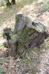 A tree stump with moss growing on it