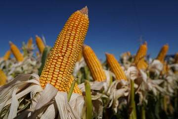 View of corn in field. Corn growing in agricultural field. Close up view.View of corn in field....