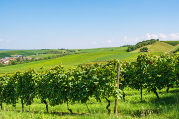 Fototapeta na wymiar Vineyards near Flonheim/Germany in Rheinhessen in autumn