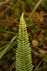 Deer fern leaf close-up