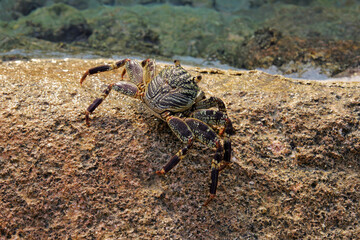 Eine große Krabbe auf einem Stein am Meer