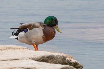 Canard colvert