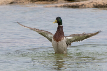 Canard colvert