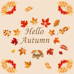 Fototapeta na wymiar Hello autumn illustration. Autumn fall concept with yellow and red leaves, rowanberry and acorns. Typography design. Stock vector