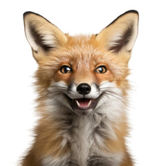 Fototapeta premium red fox cub