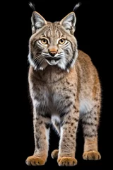 Wall murals Lynx Red lynx isolated on a black background