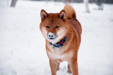 Siba dog in snow. Winter background with cute dog. Shiba Inu Japanese husky in winter