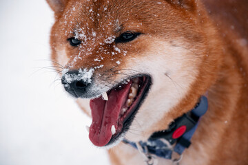 Siba dog in snow. Winter background with cute dog. Shiba Inu Japanese husky in winter
