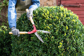 Woman with trimming shares pruning boxwood bushes, gardener  pruning   branches from decorative bushes in yard  in sunny  day, garden works concept  - obrazy, fototapety, plakaty